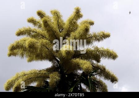 Valencia, Carabobo, Venezuela. Mai 2024. Mai 2024. Die Ceylonpalme (Corypha umbraculifera) blüht in den Gärten der Universität von Carabobo. Seit 2013 hält die südasiatische Palme den Guinness-Weltrekord als größte verzweigte Blütenstände der Welt, die zwischen 40 und 80 Jahren blühen. Foto: Juan Carlos HernÃndez (Foto: © Juan Carlos Hernandez/ZUMA Press Wire) NUR REDAKTIONELLE VERWENDUNG! Nicht für kommerzielle ZWECKE! Stockfoto