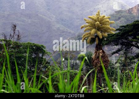 Valencia, Carabobo, Venezuela. Mai 2024. Mai 2024. Die Ceylonpalme (Corypha umbraculifera) blüht in den Gärten der Universität von Carabobo. Seit 2013 hält die südasiatische Palme den Guinness-Weltrekord als größte verzweigte Blütenstände der Welt, die zwischen 40 und 80 Jahren blühen. Foto: Juan Carlos HernÃndez (Foto: © Juan Carlos Hernandez/ZUMA Press Wire) NUR REDAKTIONELLE VERWENDUNG! Nicht für kommerzielle ZWECKE! Stockfoto