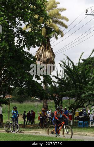 Valencia, Carabobo, Venezuela. Mai 2024. Mai 2024. Stadtradfahrer aus Carabobo machen eine Tour durch das Gebiet der Ceylonpalme (Corypha umbraculifera) in den Gärten der Universität von Carabobo. Seit 2013 hält die südasiatische Palme den Guinness-Weltrekord als größte verzweigte Blütenstände der Welt, die zwischen 40 und 80 Jahren blühen. Foto: Juan Carlos HernÃndez (Foto: © Juan Carlos Hernandez/ZUMA Press Wire) NUR REDAKTIONELLE VERWENDUNG! Nicht für kommerzielle ZWECKE! Stockfoto