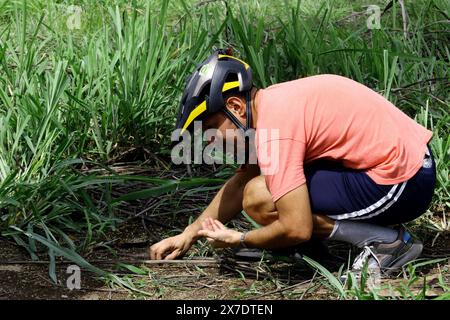 Valencia, Carabobo, Venezuela. Mai 2024. Mai 2024. Ein Mitglied einer Gruppe von Biologen und Umweltschützern sammelt Blumen von Ceylon Palmen (Corypha umbraculifera) Blüten in den Gärten der Universität von Carabobo. Seit 2013 hält die südasiatische Palme den Guinness-Weltrekord als größte verzweigte Blütenstände der Welt, die zwischen 40 und 80 Jahren blühen. Foto: Juan Carlos HernÃndez (Foto: © Juan Carlos Hernandez/ZUMA Press Wire) NUR REDAKTIONELLE VERWENDUNG! Nicht für kommerzielle ZWECKE! Stockfoto