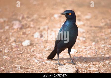 Rotschulter-Glanzstar/ Cape Glanzstar oder Rotschulterstar / Lamprotornis niens Stockfoto