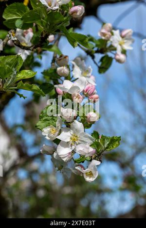 Blühende Knospen auf einem Apfelbaum Stockfoto