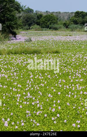 Wasserhyazinthe (Pontederia [Eichhornia] crassipes) blüht im Mai auf einem sumpfigen See im Brazos Bend State Park, Texas, USA. Stockfoto