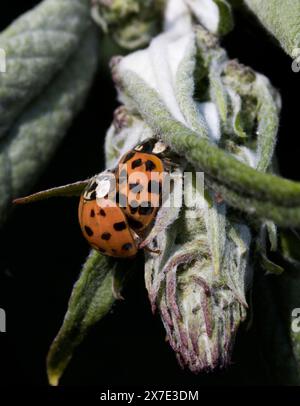 Harlequin Marienkäfer Harmonia axyridis Paarung Stockfoto