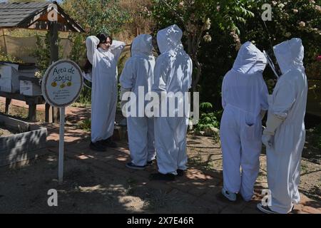 Tijuana, Baja California, Mexiko. Mai 2024. Elia Figueroa, (links) Direktorin des Imkerei-Dienstes von Dear Honey in Tijuana, Mexiko, führt am Samstag, den 18. Mai 2024, eine einstündige Bieneninformationstour durch. Während der Tour zeigt Figueroa den Menschen die Bedeutung von Bienen, Imkerei, was bess für den Planeten tut und vieles mehr. (Kreditbild: © Carlos A. Moreno/ZUMA Press Wire) NUR REDAKTIONELLE VERWENDUNG! Nicht für kommerzielle ZWECKE! Stockfoto