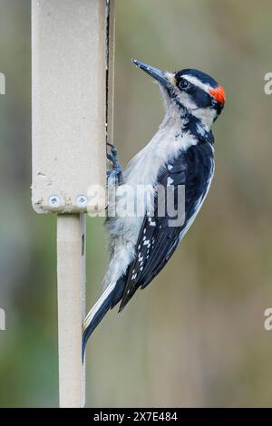 Männlicher Hairy Specht Vogel in Vancouver BC Kanada Stockfoto