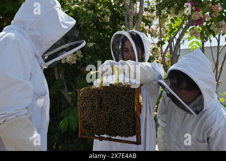 Tijuana, Baja California, Mexiko. Mai 2024. Bienenfreunde und das Paar Karen Robles und Rafael Lopez beobachten eine Bienenwabenplatte mit Bienen während einer einstündigen informativen Bienenführung bei Dear Honey, einer landwirtschaftlichen Imkerei in Tijuana, Mexiko am Samstag, den 18. Mai 2024. (Kreditbild: © Carlos A. Moreno/ZUMA Press Wire) NUR REDAKTIONELLE VERWENDUNG! Nicht für kommerzielle ZWECKE! Stockfoto