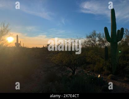 Blick auf den Sonnenuntergang im Saguaro-Nationalpark in Arizona, USA Stockfoto