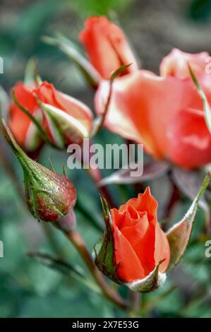 Blühende Knospe der Orangenmohrenrose im Garten Nahaufnahme. Stockfoto