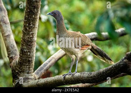 Chachalaca hockte Stockfoto