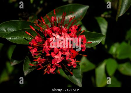 Ixora, westindische Jasmin-rote Blume mit grünem Hintergrund Stockfoto