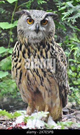 Eulen (Bubo bubo), ein in Asien und Europa heimischer Vogel, der in einem grünen Wald steht Stockfoto