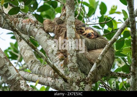 Braunes Faultier mit 3 Zehen und Baby Stockfoto