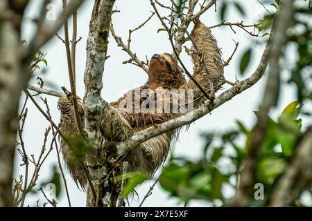 Braunes Faultier mit 3 Zehen und Baby Stockfoto