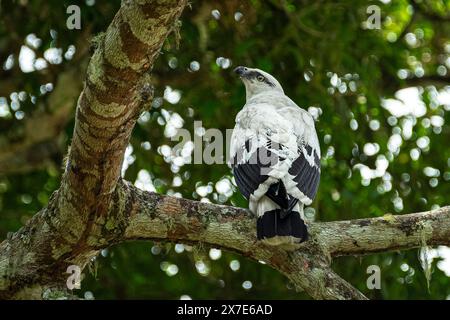 White Hawk, Pseudastur albicollis), ist ein Raubvogel, der hier auf der Höhe gesehen wird. Stockfoto