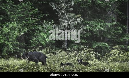 Eine Schwarzbärenmutter (Ursus americanus) mit zwei Jungen, die in hohem Gras durch einen dunklen Wald spazieren Stockfoto