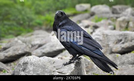 Ein gewöhnlicher Rabe (Corvus Corax), der auf einem Felsen sitzt und in die Kamera blickt, auf Augenhöhe, 16:9 Stockfoto