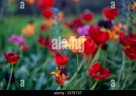 Nahaufnahme der Tulpen, die Mitte Mai im Carl Johans Park in Norrköping, Schweden, blühen. Stockfoto
