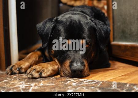 Verschlafener Rottweiler-Hund Stockfoto