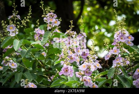 Natürliche Queens Crape Myrte (Lagerstroemia speciosa) violette Blüten blühen in einem Wald Stockfoto