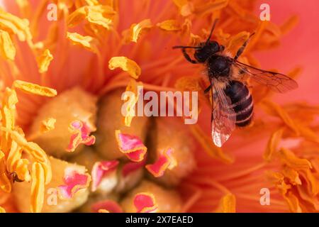 Schmalflügelbiene (Lasioglossum calceatum) in Pfingstrosenblüte, Emsland, Niedersachsen, Deutschland Stockfoto