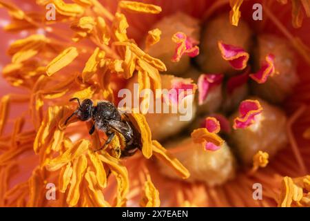 Schmalflügelbiene (Lasioglossum calceatum) in Pfingstrosenblüte, Emsland, Niedersachsen, Deutschland Stockfoto