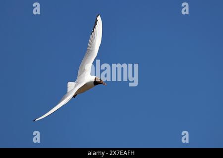 Schwarzkopfmöwe (Larus ridibundus) ebenfalls im Flug, Nordseeküste, Schleswig-Holstein, Deutschland Stockfoto