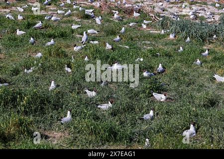 Auch auf dem Nest sitzende Schwarzmöwen (Larus ridibundus), Zuchtkolonie, Nordseeküste, Schleswig-Holstein, Deutschland Stockfoto