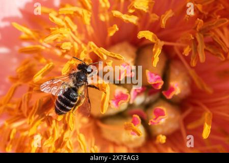 Schmalflügelbiene (Lasioglossum calceatum) in Pfingstrosenblüte, Emsland, Niedersachsen, Deutschland Stockfoto