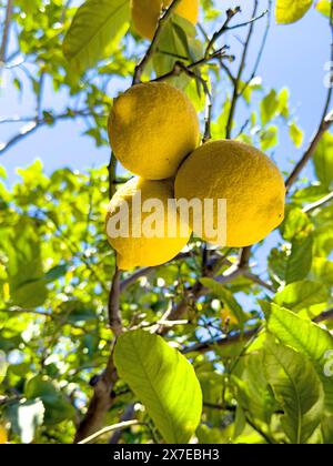 Drei große Zitronen (Citrus limon) hängen an einem Zitronenbaum, Kreta, Griechenland Stockfoto