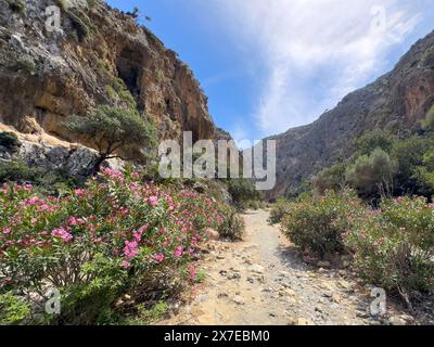 Blick auf den Wanderweg zum Trekking der linken Büsche des Oleander (Nerium Oleander) Rosenlauchs in der Agiofarago Schlucht der Heiligen an der Südküste von Stockfoto