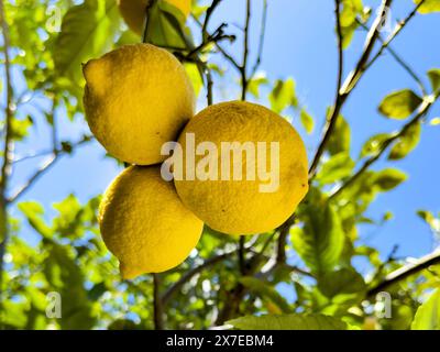 Drei große Zitronen (Citrus limon) hängen an einem Zitronenbaum, Kreta, Griechenland Stockfoto