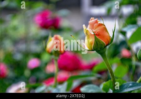 Zwei ungeöffnete Knospen und eine blühende Knospe gelber Rosen. Stockfoto