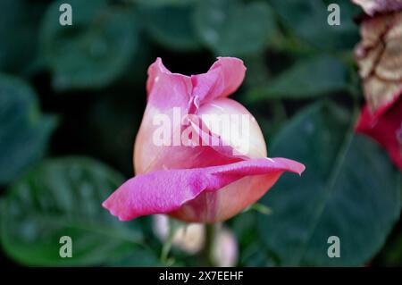 Halbblühende Knospe aus rosa und weißer Rose aus nächster Nähe im Garten. Stockfoto