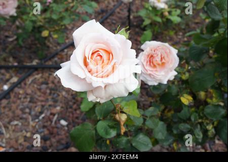 Zwei blassrosa Rosen in voller Blüte, mit samtiger Textur und dezenten Farbtönen, darunter Orange, sanfter Fokus, traumhafte/romantische Qualität Stockfoto