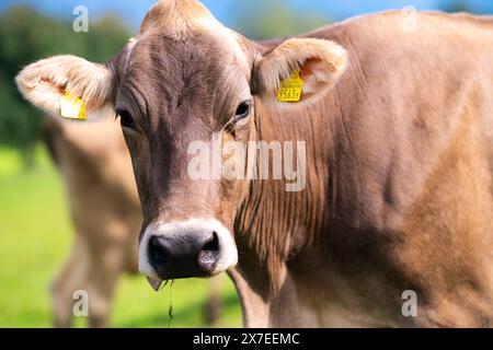 Die Kuh schaut in die Kamera. Nahaufnahme der Kühe Gesicht. Kuhweidegras. Kuh auf grüner Almwiese. Kuh weidet auf grünem Feld mit frischem Gras. Schweizer Kühe Stockfoto