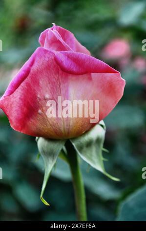 Halbblühende Knospe aus rosa und weißer Rose aus nächster Nähe im Garten. Stockfoto