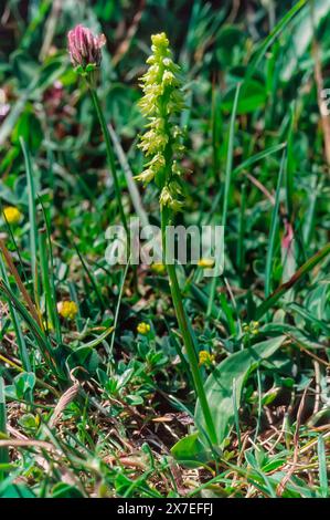 Moschusorchidee (Herminium monorchis), Orchidacea. Rhizomatöses Staudenkraut. Wilde europäische Orchideen. Seltene Pflanze. Toskana, Italien. Stockfoto