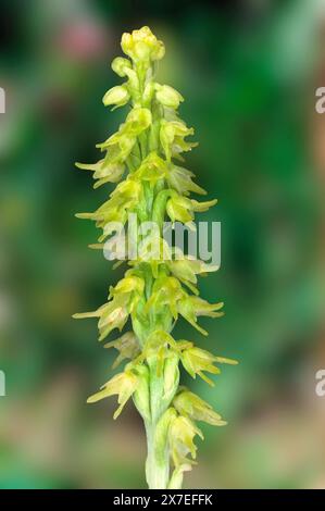 Moschusorchidee (Herminium monorchis), Orchidacea. Rhizomatöses Staudenkraut. Wilde europäische Orchideen. Seltene Pflanze. Toskana, Italien. Stockfoto