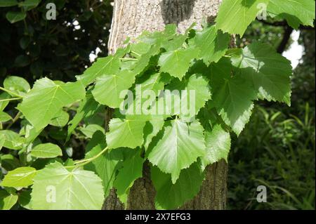 Nahaufnahme mit dem grünen Laub einer kleinen Laublinde. Die Blätter sind in Sonnenlicht getaucht. Der Baumstamm ist teilweise sichtbar. Stockfoto