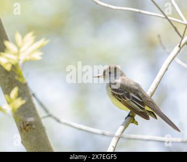 Großhauttyrann Flycatcher im Waldhabitat von Pelee Ontario bei Frühjahrswanderung von Singvögeln Stockfoto