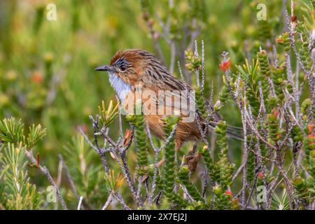 Australische Südliche Emu-Zauner in Büschen Stockfoto