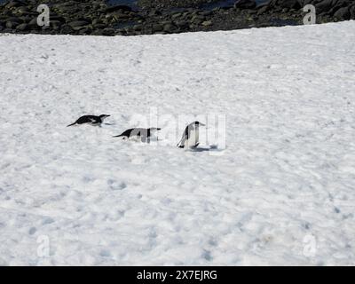 Drei Chinstrap-Pinguine (Pygoscelis antarktis) auf Eis am Palaver Point, zwei Hummock Island, Antarktis Stockfoto