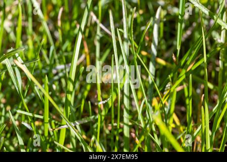 Grüner Grashintergrund. Nahansicht. Stockfoto