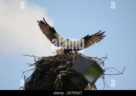 Die Mutter Fischvogel mit Flügeln kehrt nach einer erfolgreichen Jagd in ihr Nest zurück, um ihre Küken an einem schönen Sommertag zu füttern. Stockfoto