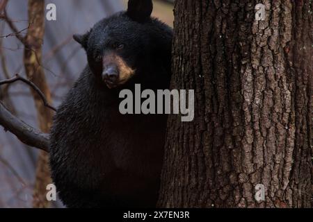 Eine amerikanische Schwarzbärin klettert und sitzt auf einem Baum Stockfoto