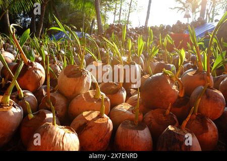 Kokosnuss-Gärtnerei für Palmenfarm mit vielen Setzlingen auf Plantage in Ben Tre, Mekong Delta, Vietnam, Knospen wachsen aus Muscheln in Grün, junges Leben von Pflanze i Stockfoto