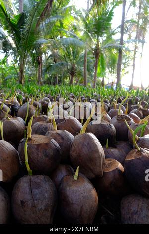 Kokosnuss-Gärtnerei für Palmenfarm mit vielen Setzlingen auf Plantage in Ben Tre, Mekong Delta, Vietnam, Knospen wachsen aus Muscheln in grün, junges Pflanzenleben Stockfoto