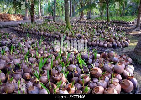 Kokosnuss-Gärtnerei für Palmenfarm mit vielen Setzlingen auf Plantage in Ben Tre, Mekong Delta, Vietnam, Knospen wachsen aus Muscheln in grün, junges Pflanzenleben Stockfoto