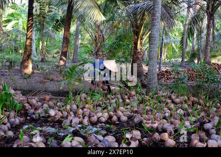 Kokosnuss-Gärtnerei für Palmenfarm mit vielen Setzlingen auf Plantage in Ben Tre, Mekong Delta, Vietnam, Knospen wachsen aus Muscheln in grün, junges Pflanzenleben Stockfoto